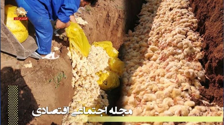 مجله اجتماعی اقتصادی – پشت پرده کشتار جوجه‌ها در حاکمیت ولایت فقیه